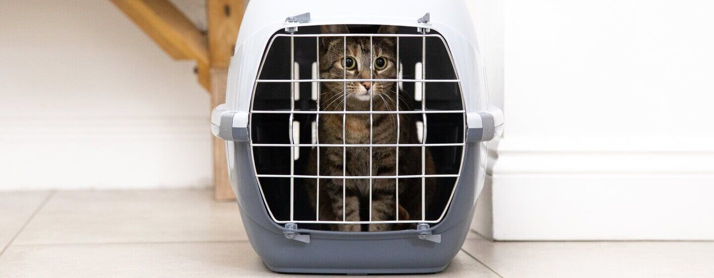 Cat in a sales cage